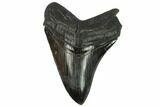 Serrated Fossil Megalodon Tooth - South Carolina #128302-1